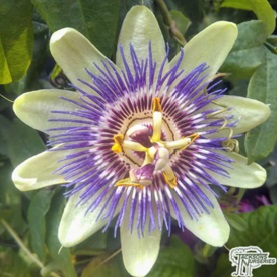 Passion flower best for warm south facing walls